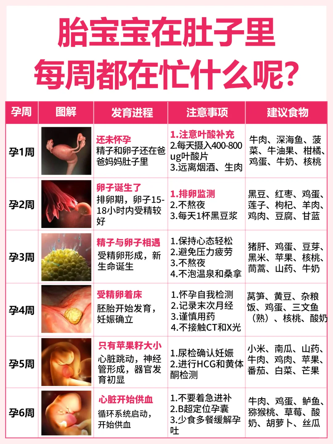 胎宝宝1-40周发育进度与营养注意事项指南